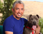Quote by Cesar Millan